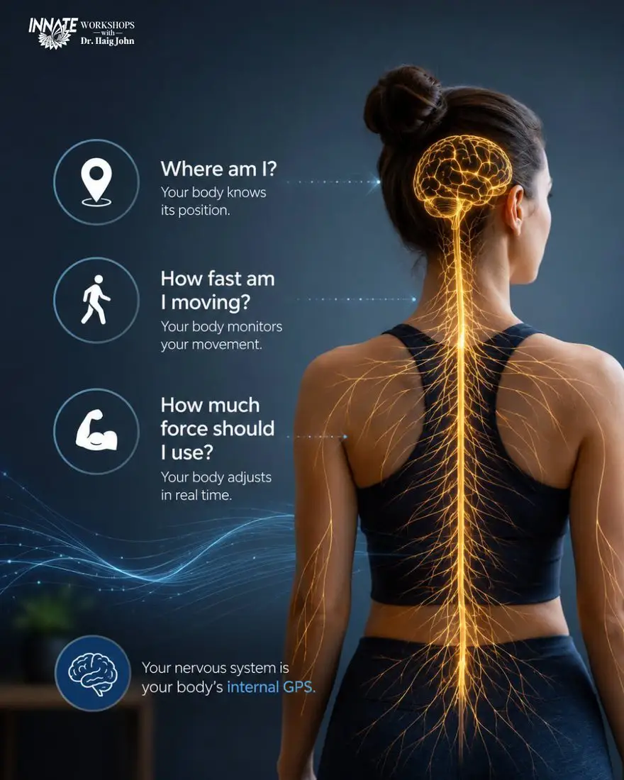 Illustration of the brain and nervous system branching down the spine, labelled as the body's internal GPS